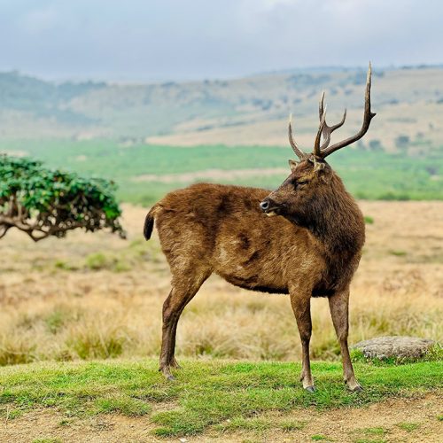 A Sri Lankan sambar deer at misty Horton plains national park, Sri Lanka.