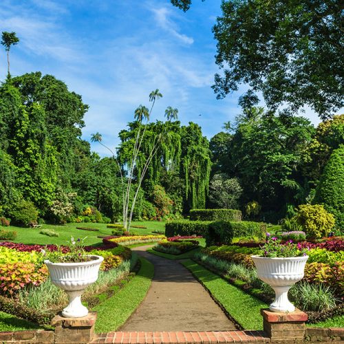 Royal Botanic Gardens, Peradeniya are about 5.5 km to the west of the city of Kandy in the Central Province of Sri Lanka. It attracts 2 million visitors annually. It is near the Mahaweli River.