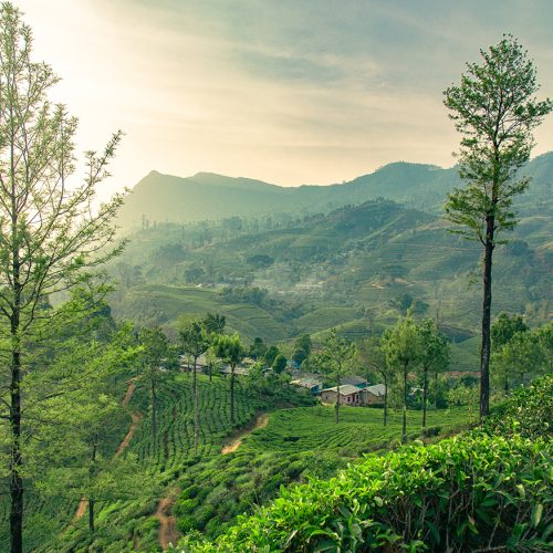 Aerial view of a green tea plantation on hillside near Nuwara Eliya, Sri Lanka.
