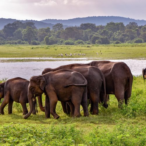 Elephants,In,The,Udawalawe,National,Park,On,Sri,Lanka
