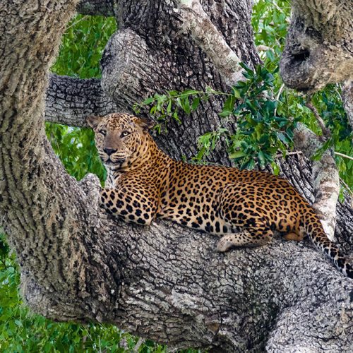 Sri lankan leopard at Yala national park