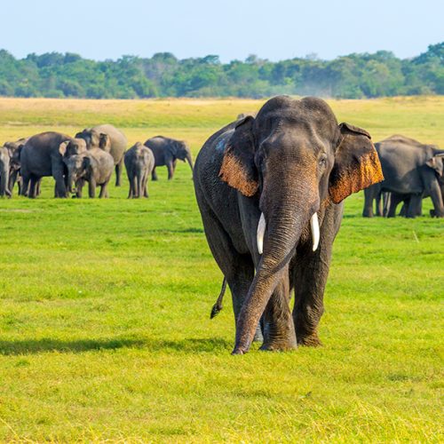 Elephants of Sri Lanka